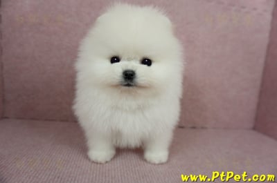 12/27迷你型松鼠白博美公幼犬(高雄前鎮)4