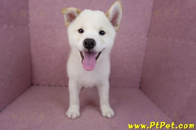 07/22白色柴犬公幼犬(新竹新埔)2