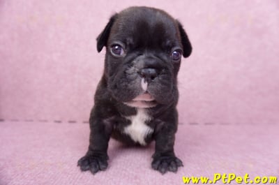 03/21虎斑色法國鬥牛公幼犬3