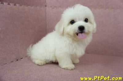 04/17迷你型馬爾濟斯公幼犬(桃園龜山)5