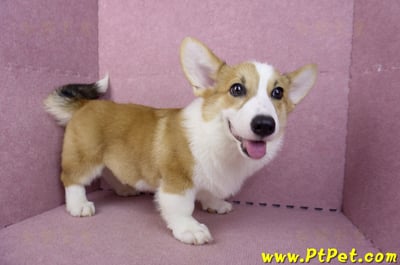 04/28雙色柯基犬公幼犬(屏東潮州)7