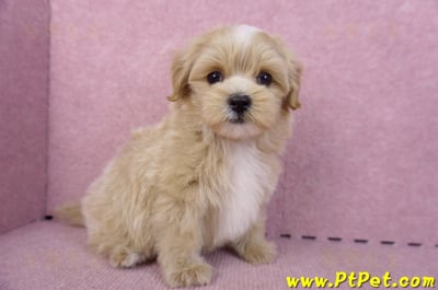 10/13馬爾泰迪公幼犬(桃園楊梅)4