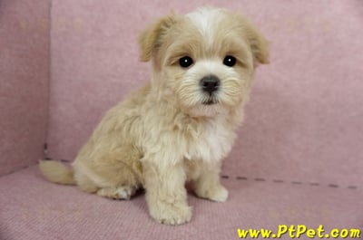 04/11奶油色馬爾泰迪公幼犬1號(桃園市)7