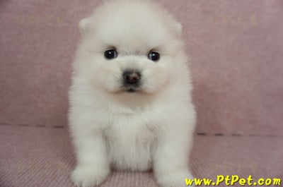 01/20迷你型松鼠白博美母幼犬(高雄鳳山)2