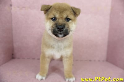 04/29赤色柴犬母幼犬(屏東東港)1