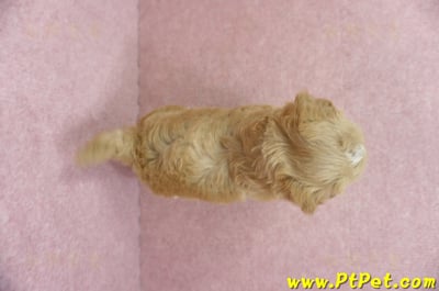 05/05奶油色馬爾泰迪母幼犬2號(高雄楠梓)14