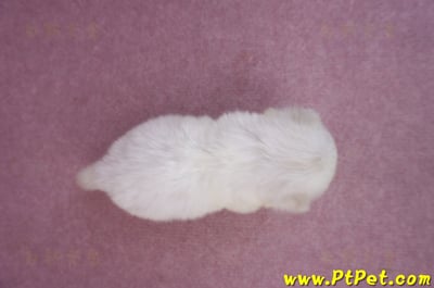 03/20馬爾濟斯公幼犬2號7