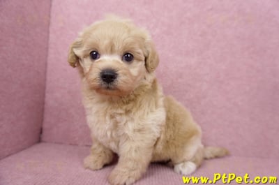 06/15奶油色馬爾泰迪母幼犬1號(屏東市)7