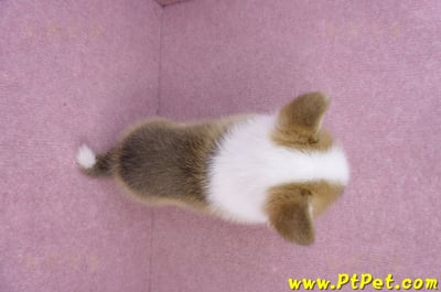 08/03雙色柯基犬公幼犬2號(屏東萬丹)14