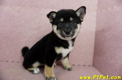 05/14黑色柴犬母幼犬2號(嘉義中埔)5