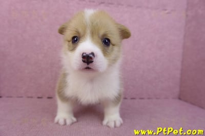 04/16雙色柯基犬母幼犬4號2