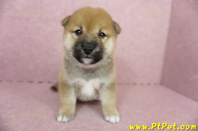 05/11赤色柴犬母幼犬2號(台南南區)1