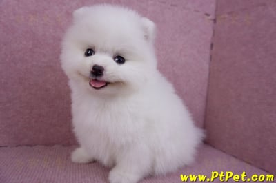 11/10松鼠白博美母幼犬(屏東內埔)10