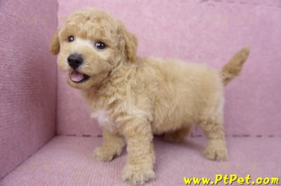 01/20泰迪比熊公幼犬(屏東內埔)11