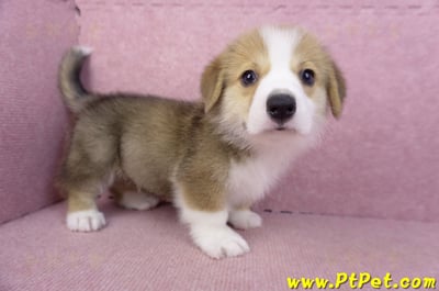 08/29雙色柯基犬公幼犬5