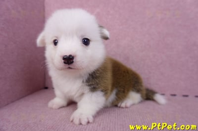 11/02雙色柯基犬公幼犬3號(高雄林園)8