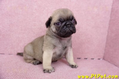 07/09巴哥公幼犬1號(台南關廟)6