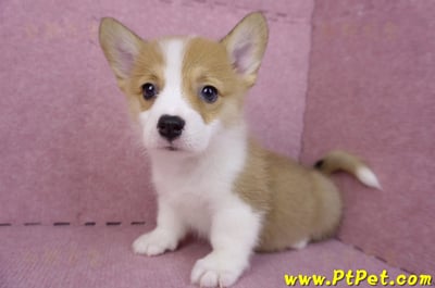 08/03雙色柯基犬母幼犬2號(屏東長治)7