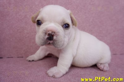 03/21奶白色法國鬥牛公幼犬2號(基隆仁愛)5