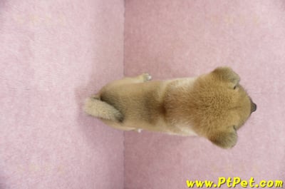 04/29赤色柴犬母幼犬(屏東東港)11