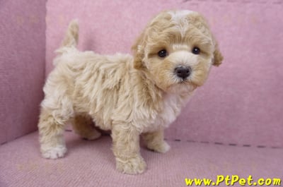 02/18泰迪比熊母幼犬3號(屏東市)7