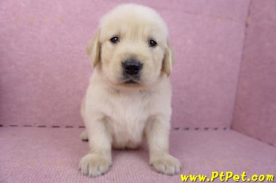 07/18黃金獵犬公幼犬6號(桃園平鎮)1