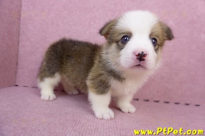 07/01雙色柯基犬公幼犬(屏東長治)1