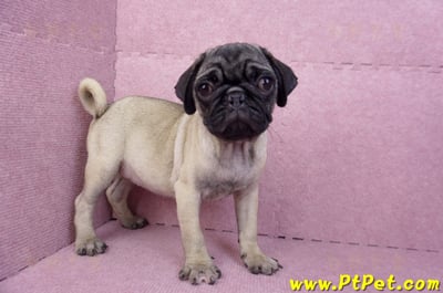 06/23巴哥母幼犬(高雄前鎮)5