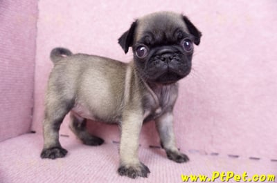 09/08巴哥公幼犬(台南善化)6