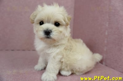 01/10奶油色馬爾泰迪母幼犬1號(新北中和)9