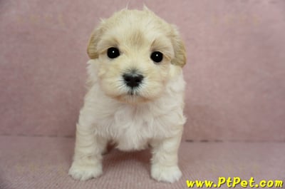 2/23奶油色馬爾泰迪公幼犬(屏東市)2