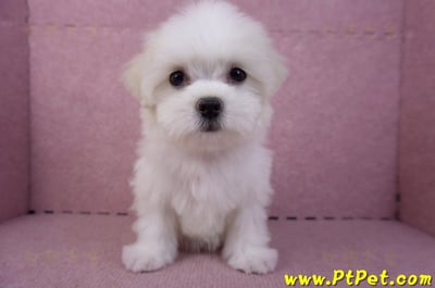 09/21馬爾濟斯母幼犬(花蓮市)2