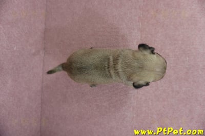 04/02巴哥母幼犬1號(宜蘭)9