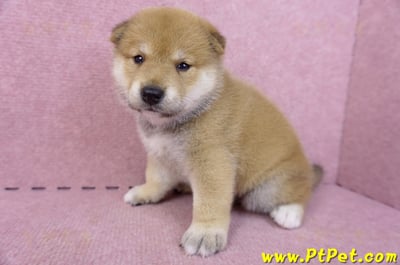 05/07赤色柴犬公幼犬6