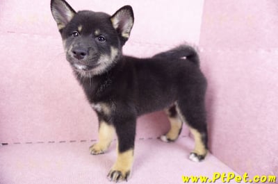 10/15黑色柴犬公幼犬(基隆七堵)7