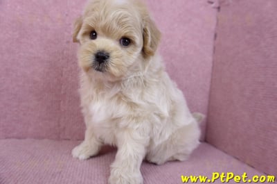 11/23馬爾泰迪公幼犬2號10