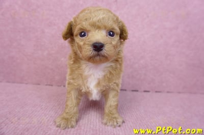 08/12泰迪比熊母幼犬4號(台北松山)2