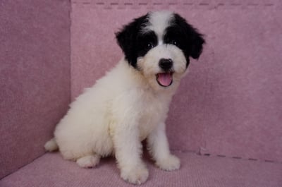 07/10迷你型花貴賓母幼犬(高雄楠梓)3