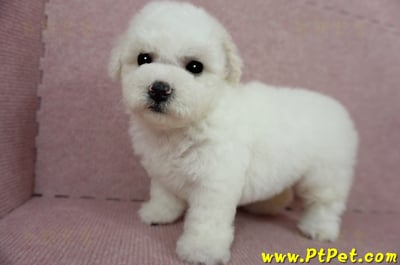 03/11比熊犬母幼犬(嘉義)12