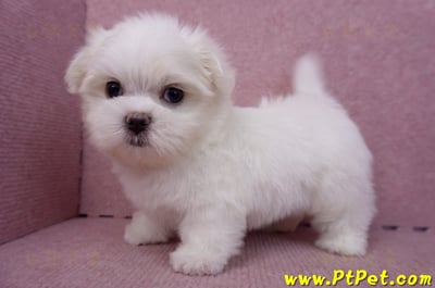 06/26迷你型馬爾濟斯公幼犬(新北三重)9