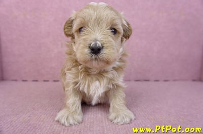 02/20馬爾泰迪公幼犬1