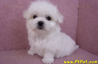 11/20馬爾濟斯公幼犬(彰化二林)9