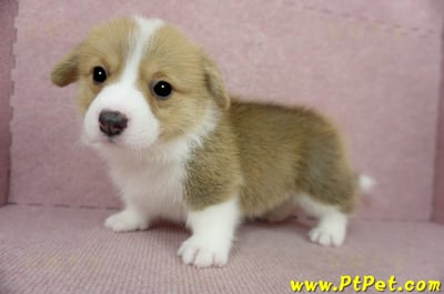 02/09雙色柯基犬母幼犬2號(桃園龍潭)8