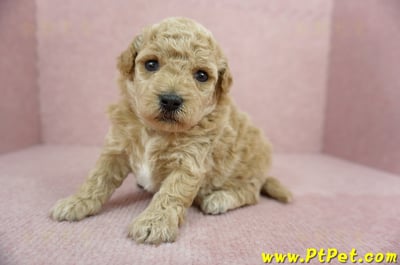 03/12泰迪比熊母幼犬1號(高雄三民)5