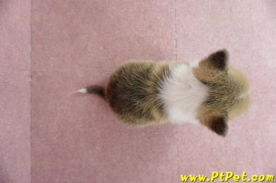 04/13雙色柯基犬母幼犬2號(台南東區)7