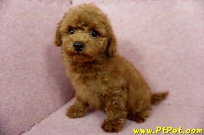 04/15玩具型紅貴賓公幼犬(基隆中山)10