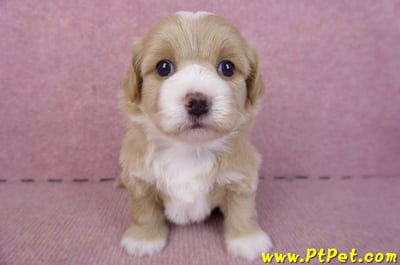 01/30馬爾泰迪公幼犬1號1