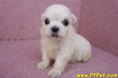 03/20馬爾濟斯母幼犬2號4