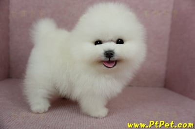 12/27迷你型松鼠白博美公幼犬1號(高雄前鎮)6