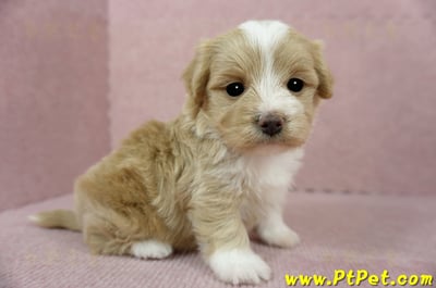 02/07奶油色馬爾泰迪母幼犬(嘉義東區)7